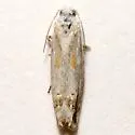 Eucosma hodgesi - Hodges#2997.1 - photo 4