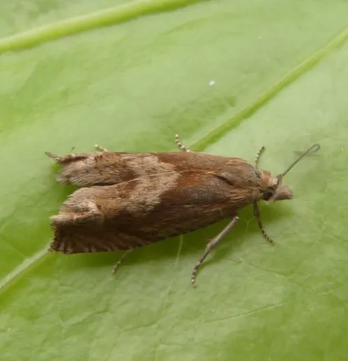 Eucosma hohenwartiana sensu stricto - Eucosma hohenwartiana sensu stricto