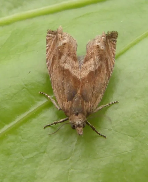 Eucosma hohenwartiana sensu stricto - photo 2