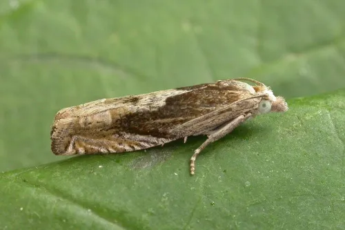 Eucosma hohenwartiana/fulvana/parvulana