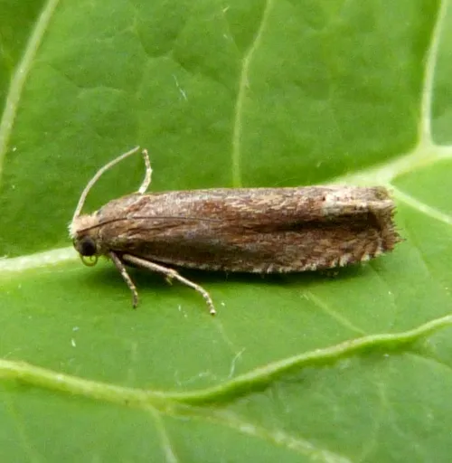 Eucosma hohenwartiana/fulvana/parvulana - photo 2
