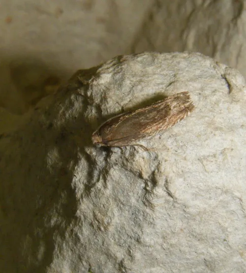 Eucosma hohenwartiana/fulvana/parvulana - photo 3