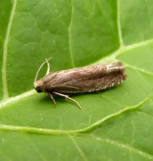 Eucosma hohenwartiana/fulvana/parvulana - photo 4