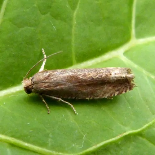 Eucosma hohenwartiana/fulvana/parvulana - photo 5