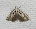 Eucosma implicata - Hodges#2974