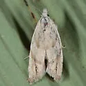 Eucosma infimbriana - Hodges#2985 - Eucosma infimbriana