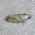 Eucosma infimbriana - Hodges#2985 - photo 2