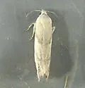 Eucosma infimbriana - Hodges#2985 - photo 4