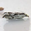 Eucosma influana - Hodges#2947 - Eucosma influana