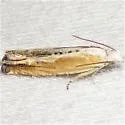 Eucosma kiscana - Hodges#2982 - photo 4