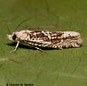 Eucosma knudsoni - Hodges#2999.1 - Eucosma knudsoni