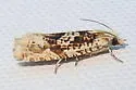 Eucosma knudsoni - Hodges#2999.1 - photo 2