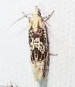 Eucosma knudsoni - Hodges#2999.1 - photo 3