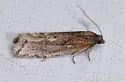 Eucosma kokana - Hodges#2950 - Eucosma kokana