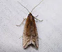 Eucosma kokana - Hodges#2950 - photo 2