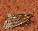 Eucosma kokana - Hodges#2950 - photo 4