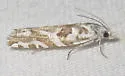 Eucosma mayelisana - Hodges#2944.1