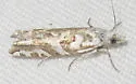 Eucosma mayelisana - Hodges#2944.1 - photo 2