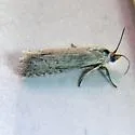 Eucosma migratana - Hodges#2961 - Eucosma migratana