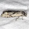 Eucosma migratana - Hodges#2961 - photo 4