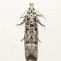 Eucosma minimana - Hodges#2978 - photo 4