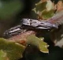 Eucosma misturana - Hodges#2963 - photo 2