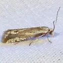 Eucosma modicellana - Hodges#2977 - Eucosma modicellana