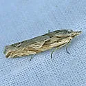 Eucosma montanana - Hodges#2994 - Eucosma montanana