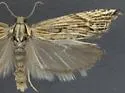 Eucosma montanana - Hodges#2994 - photo 4