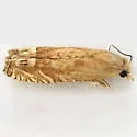 Eucosma mormonensis - Hodges#2941 - Eucosma mormonensis