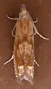 Eucosma mormonensis - Hodges#2941 - photo 2