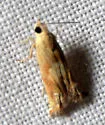 Eucosma mormonensis - Hodges#2941 - photo 4