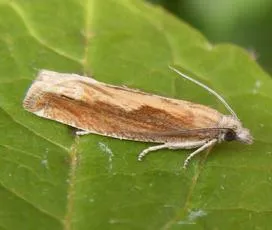 Eucosma obumbratana - Eucosma obumbratana