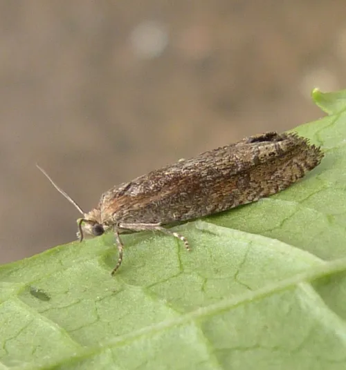 Eucosma obumbratana - photo 2
