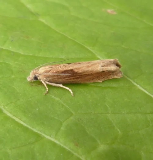 Eucosma obumbratana - photo 3