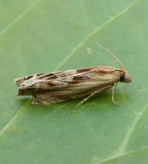 Eucosma obumbratana - photo 4