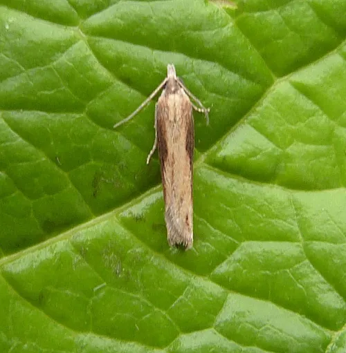 Eucosma obumbratana - photo 5