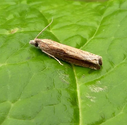 Eucosma obumbratana - photo 6