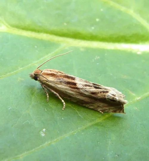 Eucosma obumbratana - photo 7