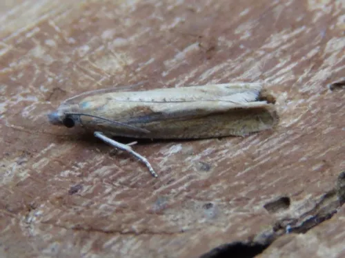 Eucosma obumbratana - photo 8