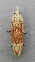 Pale-headed Eucosma - Hodges#2927 - photo 4