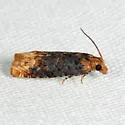 Buff-tipped Eucosma - Hodges#2929 - Eucosma ochroterminana