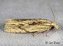 Olivaceous Eucosma - Hodges#2998 - Eucosma olivaceana