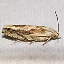 Olivaceous Eucosma - Hodges#2998 - photo 3