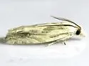 Olivaceous Eucosma - Hodges#2998 - photo 4