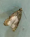 Eucosma oregonensis - Hodges#2935 - photo 2