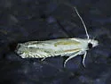 Eucosma pallidarcis - Hodges#2976 - photo 4