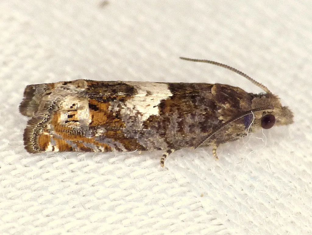 Aster Eucosma Moth - photo 2