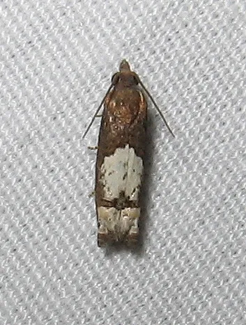 Aster Eucosma Moth - photo 5