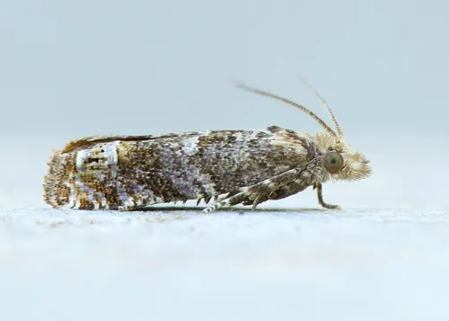 Aster Eucosma Moth - photo 6